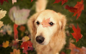 Собака в осеннем лесу