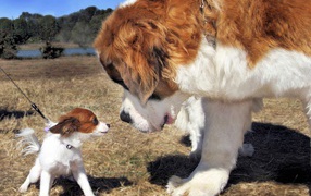 Собака большая и маленькая