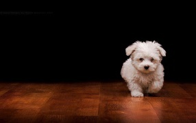 	   White fluffy puppy on the floor