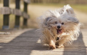   собака Гаванский бишон