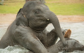 Слон купается в воде