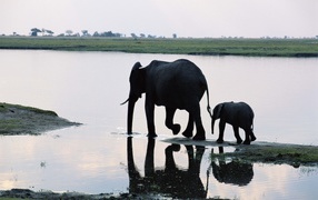 Elephant mother with child