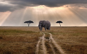 Elephant on the road
