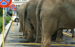 Elephants in the Parking lot