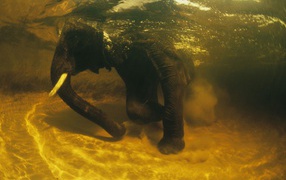 	  African elephant under water