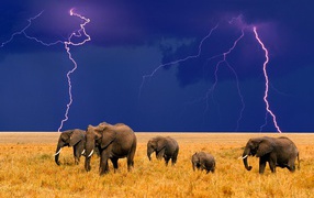 Слоны и надвигающаяся гроза