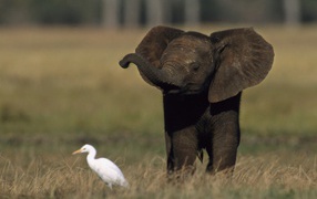 	   The elephant and the bird
