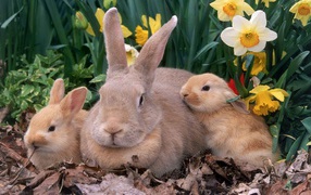 Крольчиха с крольчатами