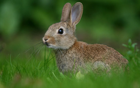 Заяц в траве