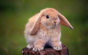 Кролик на пеньке