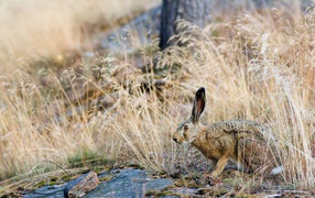 Заяц прячется в траве