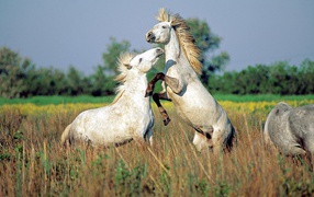 Драка лошадей