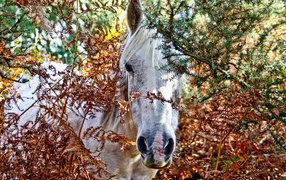 Muzzle white horse