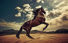 Лошадь гарцует 