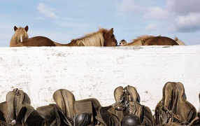 Лошади и седла