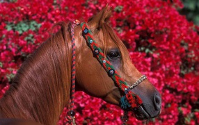 Голова лошади