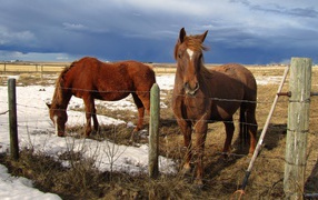 	   Horses in spring pasture