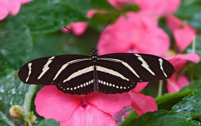 A large black and white butterfly