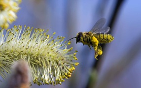 Bee in flight