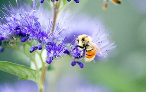 Пчела на синих цветках