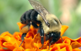 Пчела на оранжевом цветке