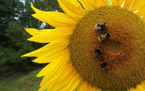 Пчелы на подсолнухе