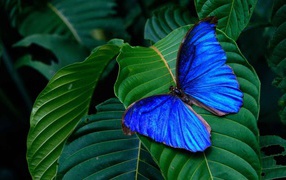 Синяя бабочка