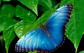Голубая бабочка