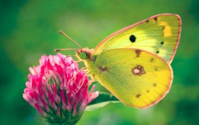 Butterfly on clover