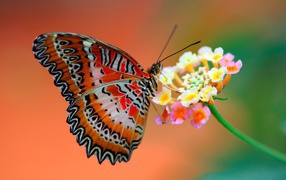 Бабочка на цветке