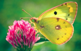 Colias hyale butterfly