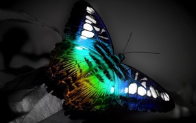 Красочная бабочка