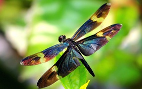 Стрекоза на листике