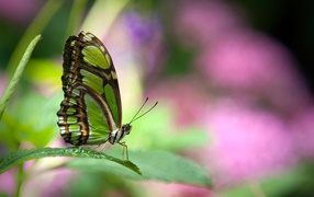 Зеленая бабочка
