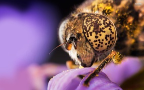 Голова пчелы