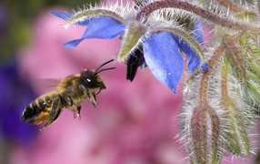 Пчела собирает мед