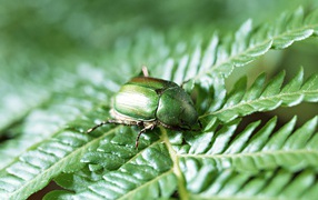 Японский жук