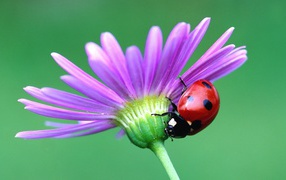 Божья коровка на цветке