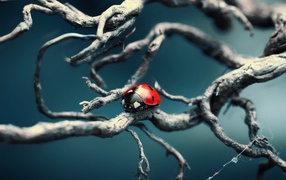 Ladybug crawling on branches