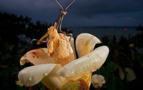 Богомол на цветке