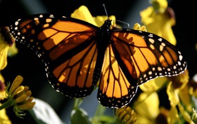 Бабочка Монарх