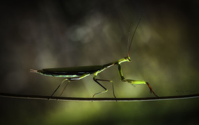 Богомол на ветке