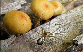 Spider and mushrooms