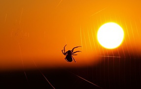 Паук на закате солнца