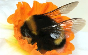 The Bumble bee on a flower