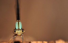 The eyes of dragonflies