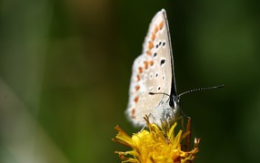 White butterfly on yellow flower