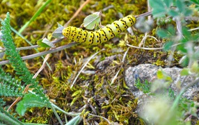 Желтая гусеница