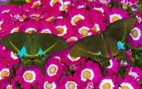 Бабочки на розовых цветах