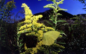 Бабочка на желтом цветке